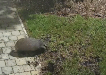 Slobodna Dalmacija – VIDEO Pred splitskom gradskom firmom u sitne sate ‘uhvaćen’ neobičan posjetitelj: ‘Požalili su nam se ljudi s Pazara…’