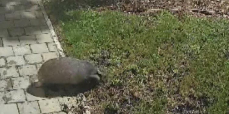 Slobodna Dalmacija – VIDEO Pred splitskom gradskom firmom u sitne sate ‘uhvaćen’ neobičan posjetitelj: ‘Požalili su nam se ljudi s Pazara…’