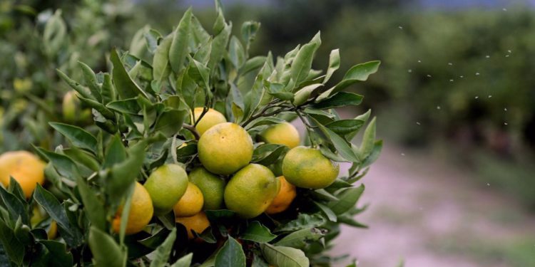 Slobodna Dalmacija – Voćna muha u akciji! Dolina Neretve pred novim izazovom: kako zbrinuti stotine tona otpada od mandarina?