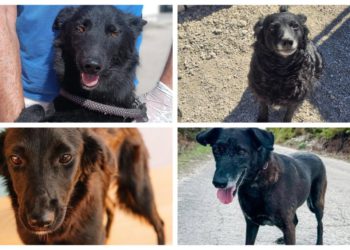 Slobodna Dalmacija – Znate li zašto ljudi nepravedno izbjegavaju crne pse? Neke od ovih njuški cijeli život su provele u azilu, a divni su