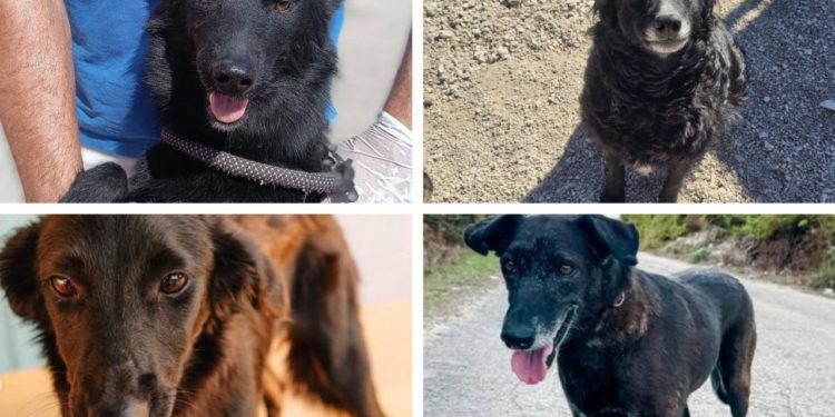 Slobodna Dalmacija – Znate li zašto ljudi nepravedno izbjegavaju crne pse? Neke od ovih njuški cijeli život su provele u azilu, a divni su