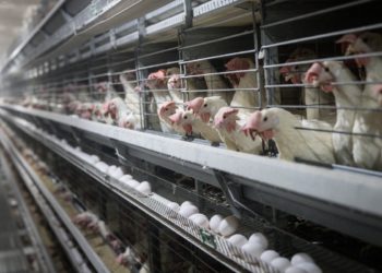 Slučajevi ptičje gripe šiljaju ranije nego što su očekivali stručnjaci – a to bi moglo uzrokovati da cijene jaja raste