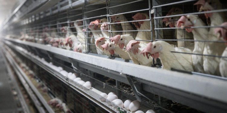 Slučajevi ptičje gripe šiljaju ranije nego što su očekivali stručnjaci – a to bi moglo uzrokovati da cijene jaja raste