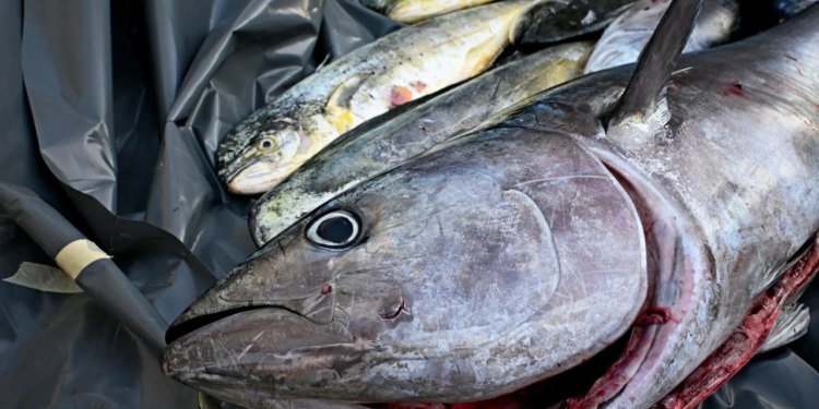 Smiješi li se podizanje kvote za tunu? Dubrovački ribar: ‘Ova godina je bila lošija, a veliki je problem…’