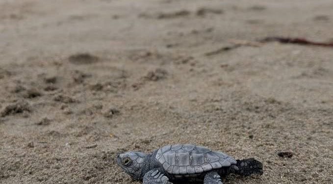 Na plaži u Lumbardi uočene još tri novoizlegle glavate želve: "Moguće da se radi o novom gnijezdu!"