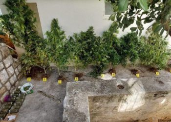 Španjolac u Stonu uzgajao konoplju pa ‘zaradio’ kaznenu prijavu. Evo koliko je narasla najviša stabljika