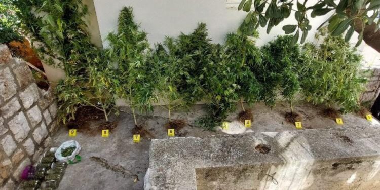 Španjolac u Stonu uzgajao konoplju pa ‘zaradio’ kaznenu prijavu. Evo koliko je narasla najviša stabljika