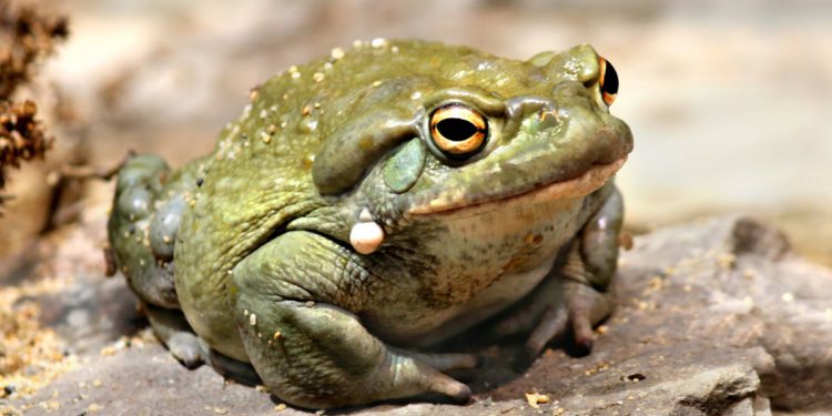 Stanovnici Arizone upozorili su na lizanje otrovnih žaba krastača koje su se pojavile nakon obilnih padalina