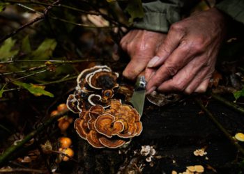 Stara tradicija uživajući u povratku zahvaljujući veganstvu