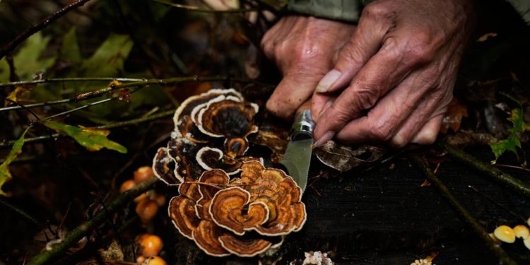 Stara tradicija uživajući u povratku zahvaljujući veganstvu