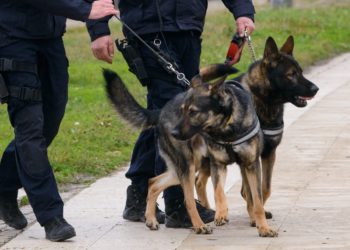 Strava u BiH: Policija razotkrila ilegalne borbe pasa, među uhićenima ima Hrvata