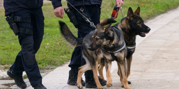 Strava u BiH: Policija razotkrila ilegalne borbe pasa, među uhićenima ima Hrvata