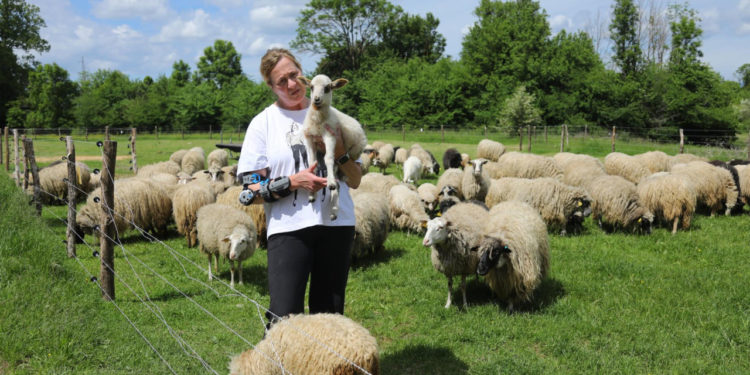 Tko bi rekao – Hrvatska je postala svjetska metropola za ovce i koze: Pag i Kamerun zajedno na istom pašnjaku!