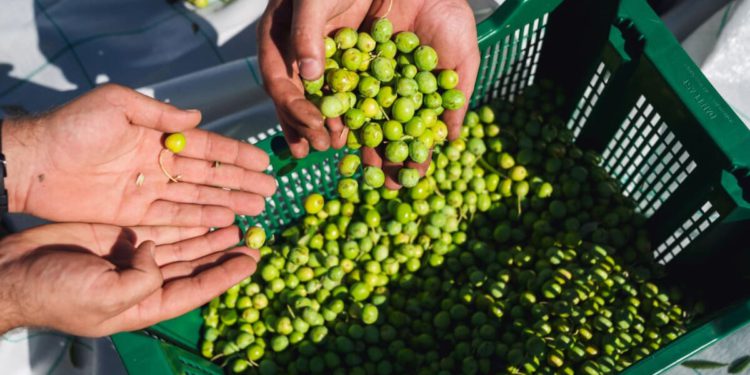 Tko je obrao i ukrao masline s više stabala? Policija traga za počiniteljem