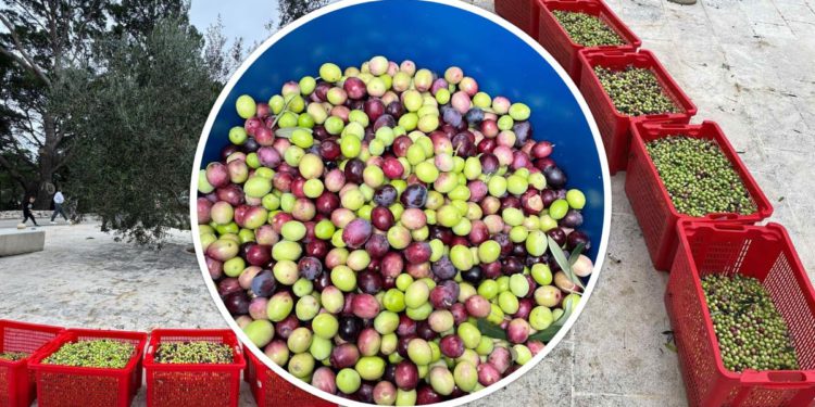 Tradicionalna berba maslina na Pristaništu u NP Mljet