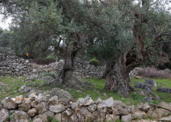 U Grebaštici pobrao tuđe masline, policija traži nepoznatog berača