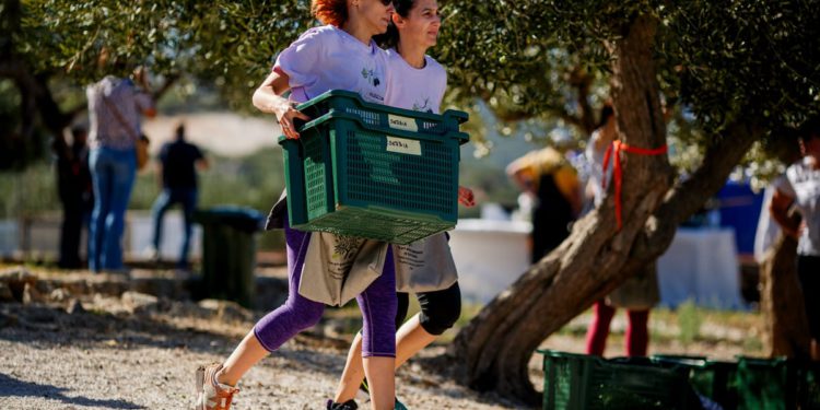 U Postirama počelo Svjetsko prvenstvo u branju maslina