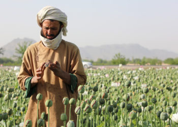 Unutar Afganistana oštar rat protiv droge – RT World News