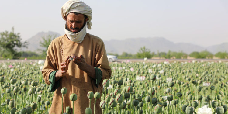 Unutar Afganistana oštar rat protiv droge – RT World News