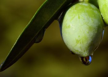 Urod istarskih maslina slabiji je nego lani, ali je zato plod bogatiji uljem