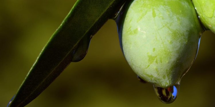 Urod istarskih maslina slabiji je nego lani, ali je zato plod bogatiji uljem