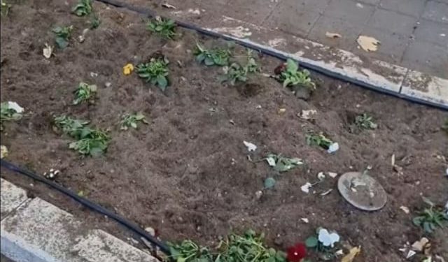 VIDEO Cvijeće koje je uljepšalo Park nobelovaca iščupano i uništeno