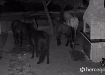 VIDEO Divlji konji sve češće na Gorancima i Bogodolu prave štetu oko kuća, travnjaka i nasada