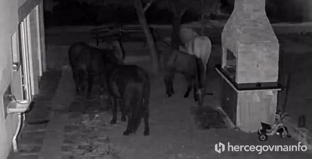 VIDEO Divlji konji sve češće na Gorancima i Bogodolu prave štetu oko kuća, travnjaka i nasada