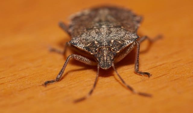 VIDEO Neugodne, uporne i sve brojni, smrdibube postale svakodnevica u BiH