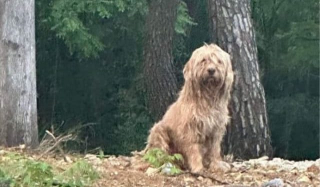 VIDEO Neuhvatljivi mostarski lutalica napokon uhvaćen