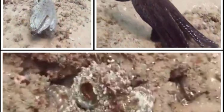 VIDEO Pogledajte ovu transformaciju majstora prerušavanja u morskom svijetu!