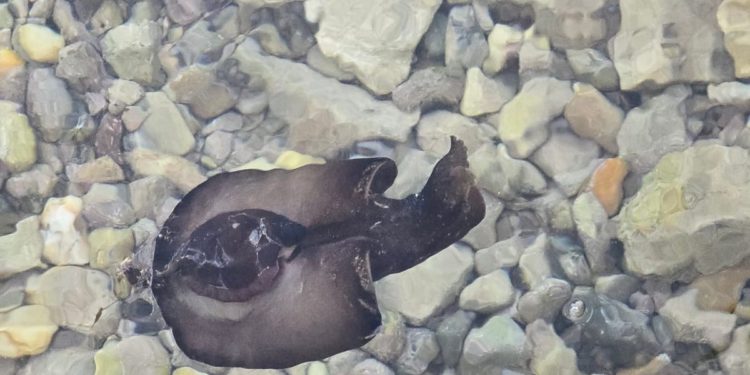 VIDEO Snimili smo neobično jadransko stvorenje