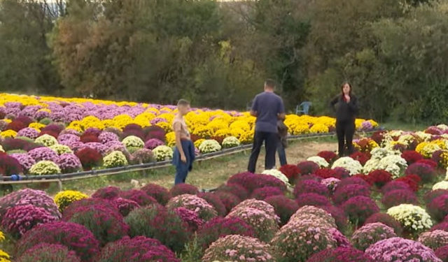 VIDEO Svi sveti u Hercegovini: obitelj Pehar uzgojila 3000 lončanica