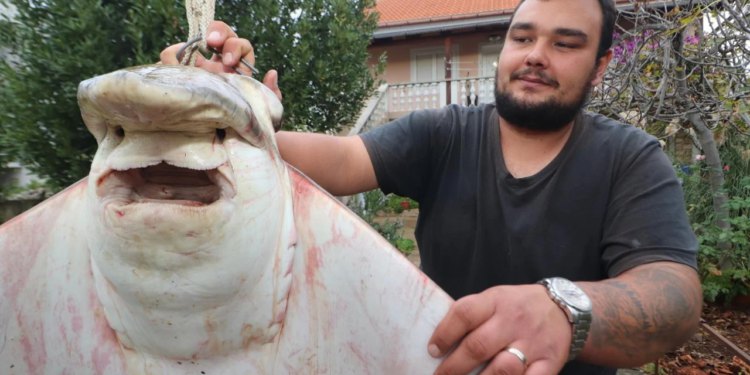 Virski ribar Šime Dabičić iz mora u Kanalu Nove Povljane ulovio goluba ćukana, riblju grdosiju od 40 kilograma: Mislio sam da će kaić potonuti!