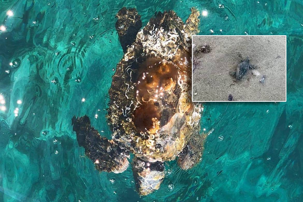 Na plaži u Lumbardi uočene još tri novoizlegle glavate želve: "Moguće da se radi o novom gnijezdu!"