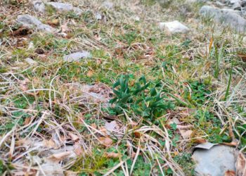 ZBOG POTENCIJALNO ŠTETNIH UTJECAJA?! Zaustavljen projekt Sunčane elektrane Gala-Obrovac Sinjski