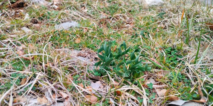 ZBOG POTENCIJALNO ŠTETNIH UTJECAJA?! Zaustavljen projekt Sunčane elektrane Gala-Obrovac Sinjski