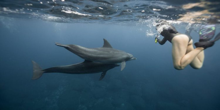ZNANOST ŠOKIRANA Alzheimerova bolest otkrivena kod dupina