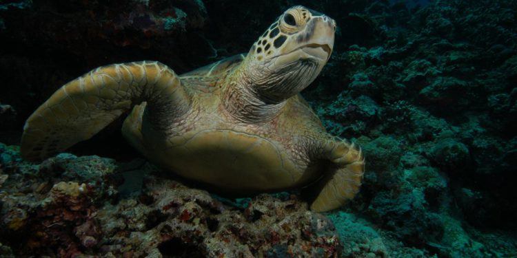 Zelena kornjača spašena od ruba izumiranja