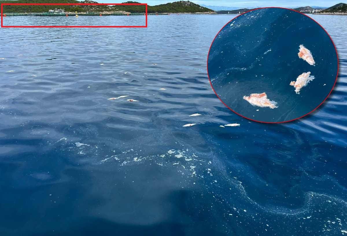 Ministar ribarstva stigao u Zadar, je li vidio hrpe smeća tik do mora?!
