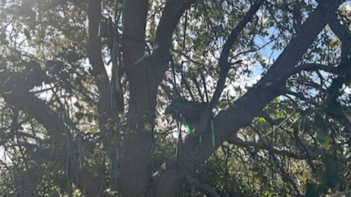 Stablo koje je otkrila tajna služba.