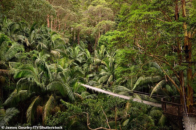 Kultni most u džungli bit će obilježen akcijom tijekom sljedećih tjedana dok natjecatelji budu dobivali zapovijedi za marš