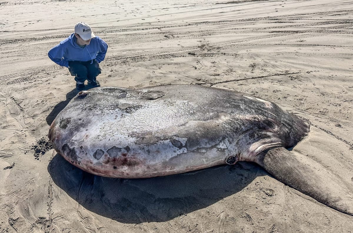 TAJNOVITI DIV JADRANA Na otvorenom moru kod Savudrije uočen ova divovska riba: "Veća je od dva metra!"