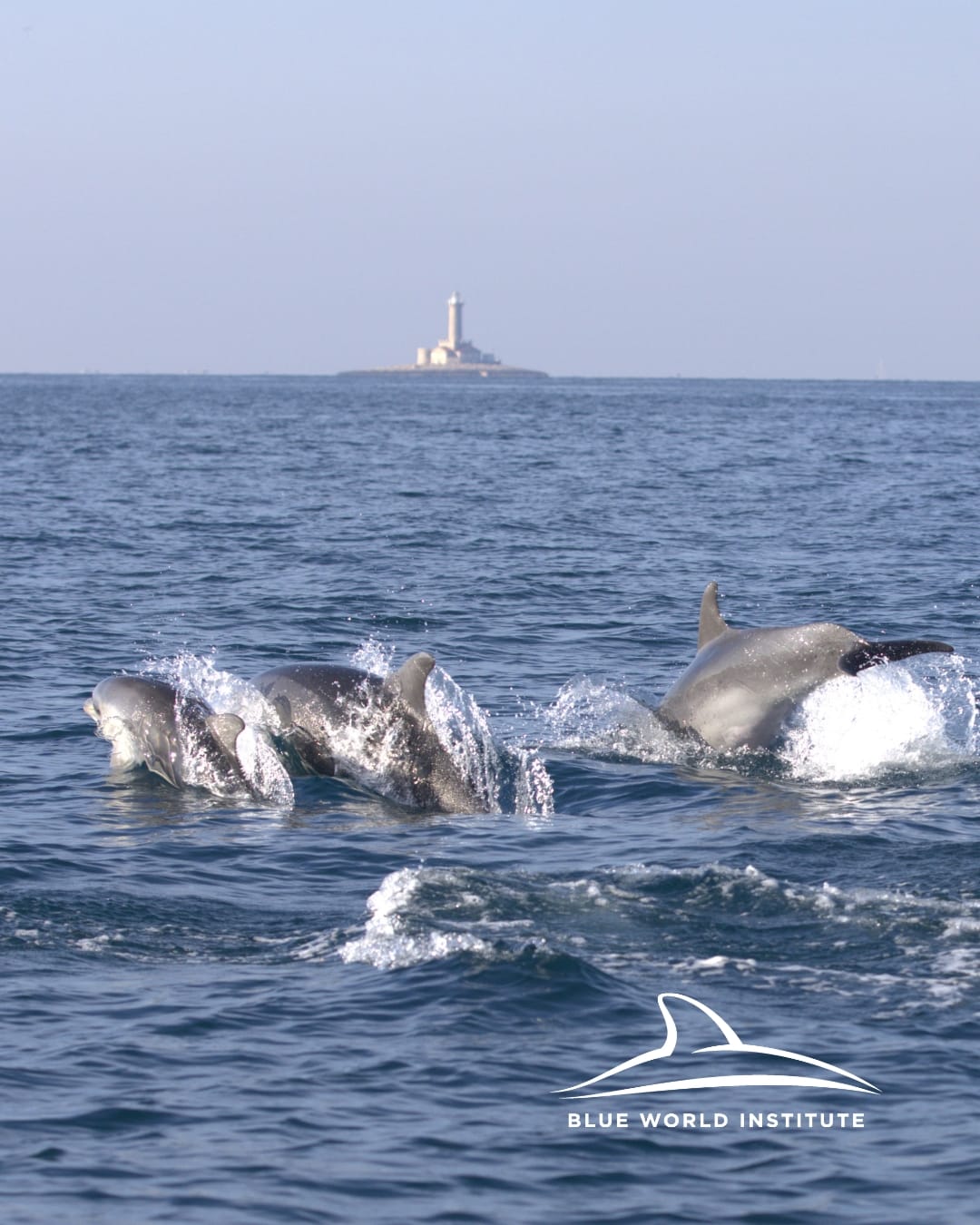 Druženje s više od sto dupina uz istarsku obalu: "Najbolji dan u mom životu!"