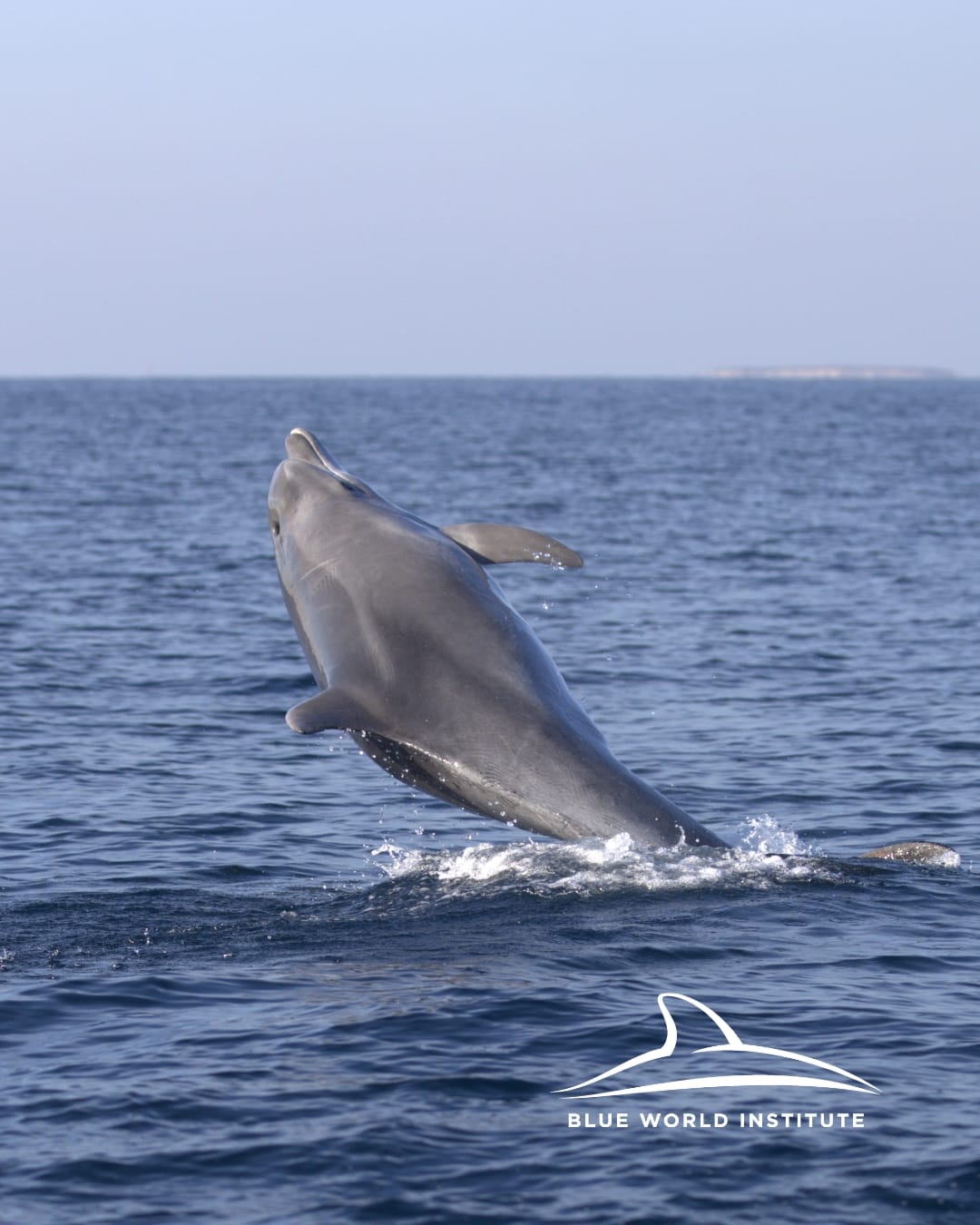 Druženje s više od sto dupina uz istarsku obalu: "Najbolji dan u mom životu!"