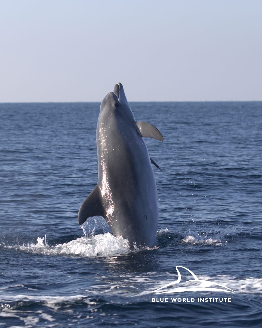 Druženje s više od sto dupina uz istarsku obalu: "Najbolji dan u mom životu!"