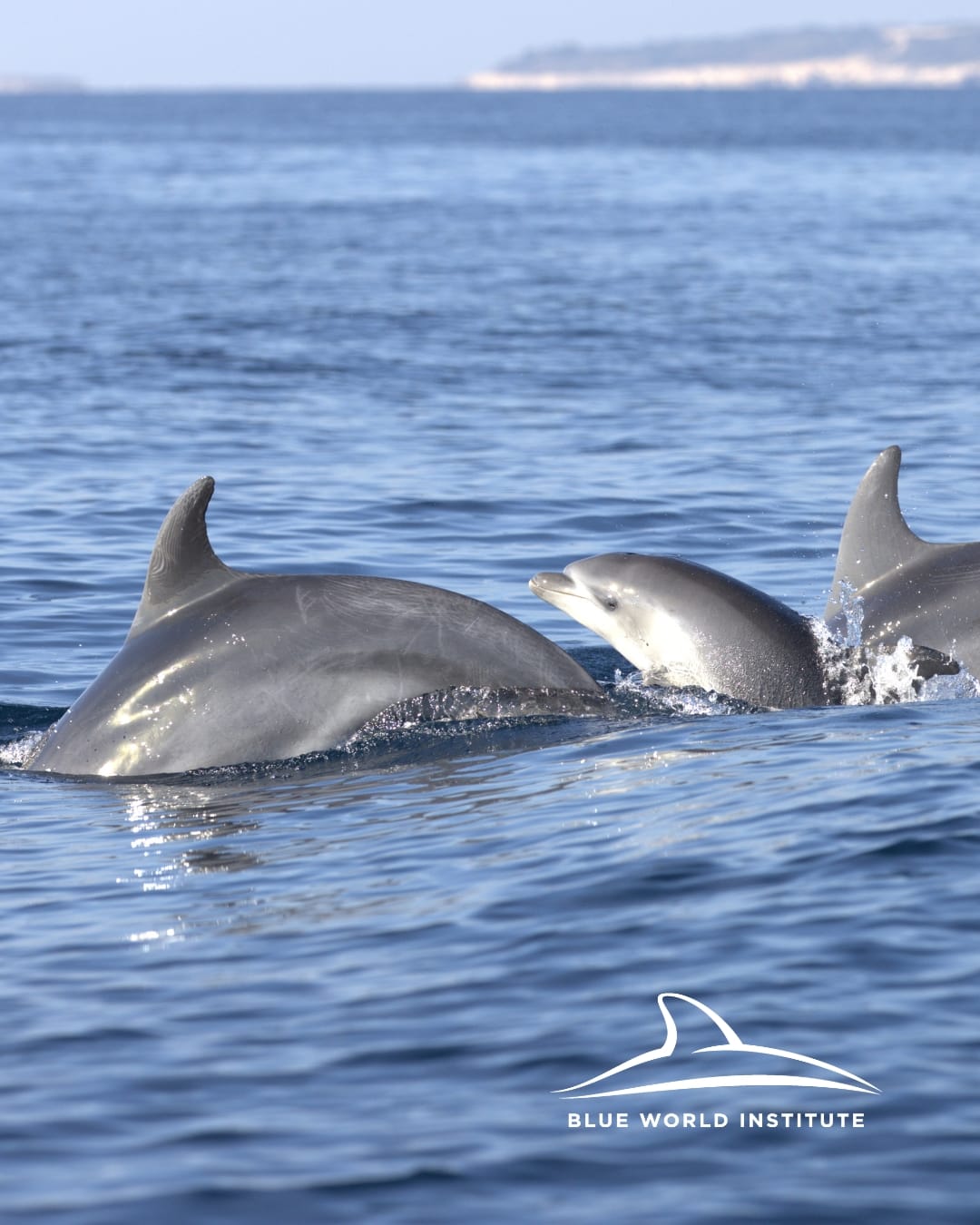 Druženje s više od sto dupina uz istarsku obalu: "Najbolji dan u mom životu!"