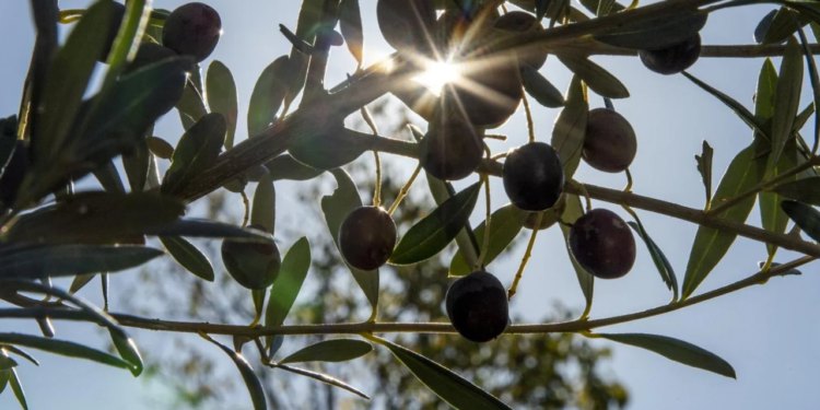 Berba maslina u županiji je pri kraju, stručnjak savjetuje što sad treba raditi u masliniku