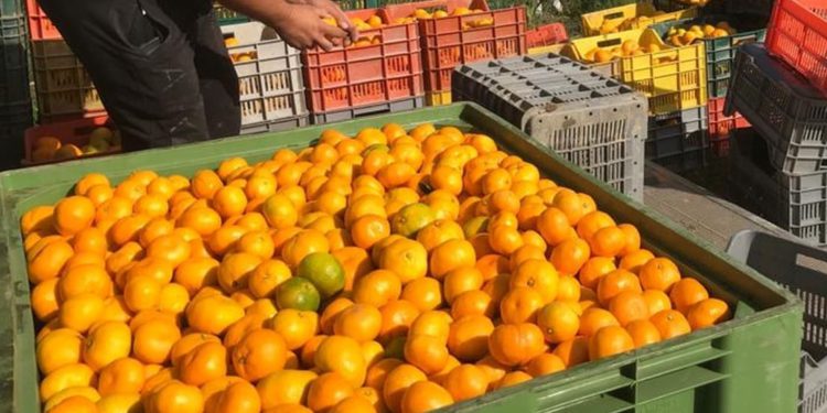 DOLINA NERETVE Propadaju tone mandarina!