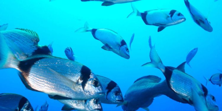 FRATRI Prepoznatljivi stanovnici Jadranskog mora